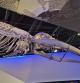 Esqueleto de cetáceo expuesto en el Museu Blau.