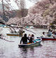 Floración de los cerezos en el parque Inokashira de Tokio