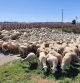 Rebaño en Aitona.