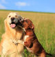 Golden retriever and puppy staffy together in a field