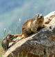 La cría de marmota jugueteando con la cola de su madre, que aguanta con paciencia.