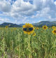 Campo de girasoles en Malla.