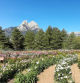El jardín de las dalias con vistas al Pedraforca.