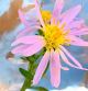 La flor de Aster, la margarita de otoño.