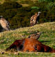 Buitres a la espera de picotear el cadáver del caballo muerto en el Port de la Bonaigua.