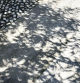 Sombras volantes creadas por el eclipse solar anular.