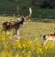Familia de gamos en Albanyà (Alt Empordà).