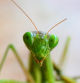 Mantis religiosa.