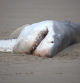 Restos de un tiburón blanco atacado por orcas en la costa de Sudáfrica  .