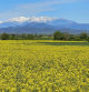 Campo de colza de Borrassà con el Canigó nevado al fondo.
