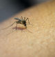 Los mosquitos tigre son transmissorsde enfermedades tropicales.