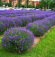 Lavanda en Vic.