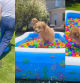 perro piscina cumpleaños