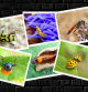FotoFlash: Cinco de los insectos más bonitos, en imágenes.