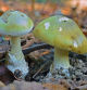 Setas Amanitas phalloides