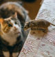 Cat playing with little gerbil mouse on the table. Natural light.