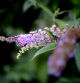 Lavanda silvestre de los bosques prepirenaicos.