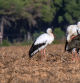 Cigüeñas de paso en Osona.