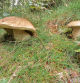 Ceps (boletus edulis), uno de 940 gramos y otro de 590 gramos, en el Ripollès.