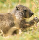 Marmota joven comiendo en el Alt Empordà.