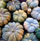 Calabazas cultivadas en Caldes de Montbui.