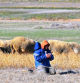 El pastor rezando en la Reserva Natural de la Laguna de Gallocanta.