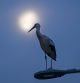 La luna y la cigüeña de Olost.
