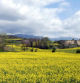Campo de colza en Torelló.