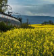 El tren de Rodalies en los campos de Balenyà.