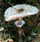 Macrolepiota procera.