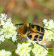 Escarabajo abeja, posado en las flores, en Vilobí d'Onyar.