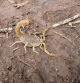 Buthus occitanus o escorpión amarillo o ambibarino.