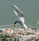 Un charrán común (Sterna hirundo) alimentando con un pececito a su cría.