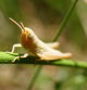 Saltamontes común albino.