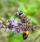 Avispa excavadora en las flores de hierbabuena del jardín de las clarisas de Vilobí d'Onyar.