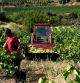 Vendimia en el Penedès.
