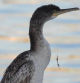 Joven cormorán moñudo (Gulosus aristotelis) con sedal en la boca, en la escollera del Port Olímpic de Barcelona.