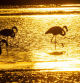 El amanecer de los flamencos en el Delta del Ebro.
