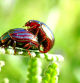 Escarabajo del romero copulando.