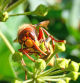 El avispón europeo.