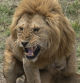 El rugido del león, en el Parque Nacional del Serengueti.
