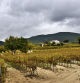 Las viñas se preparan para su descanso hibernal, en el Penedès.
