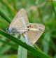 Mariposa gris estriada, en el jardín de Vilobí d'Onyar.
