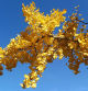 Las hojas doradas de otoño de un Ginkgo biloba, en Sant Llorenç del Munt .