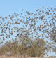 Estornino común o vulgar (Sturnus vulgaris) en los alrededores de Altet.