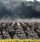 Viñedos de Valldossera.
