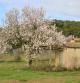 Almendros en flor en Mont-ras.