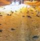 Imagen que muestra algunos de los pájaros que han aparecido muertos