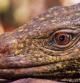 El 'Bitatawa varanus' es una nueva especie de lagarto. Mide 6 pies de longitud y ha sido encontrado en el norte de Filipinas