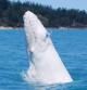 Imagen de la ballena jorobada albina, como 'Moby dick', en las islas Whitsundays, en el noreste de Australia